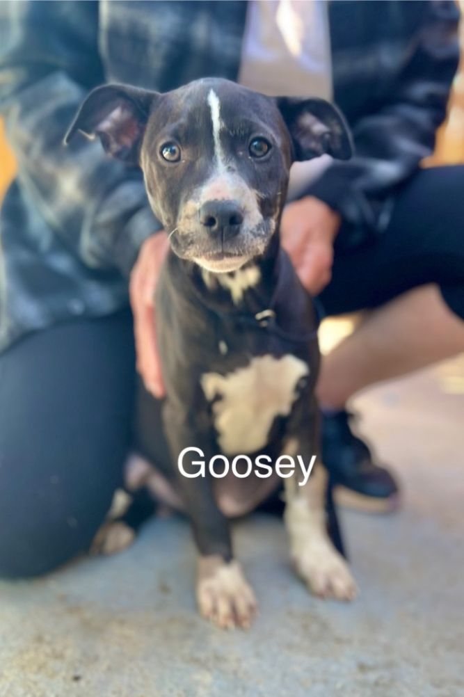 Goosey