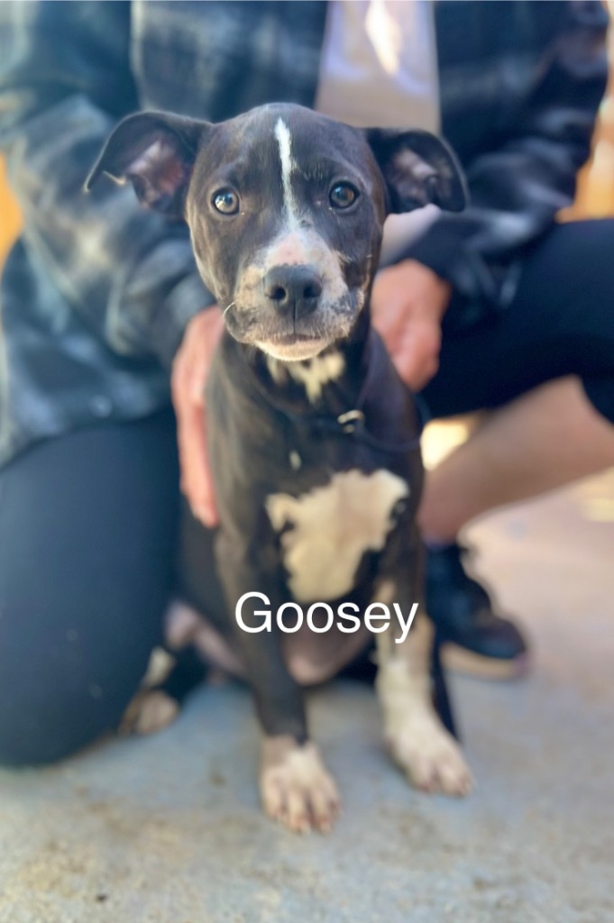 Goosey 1
