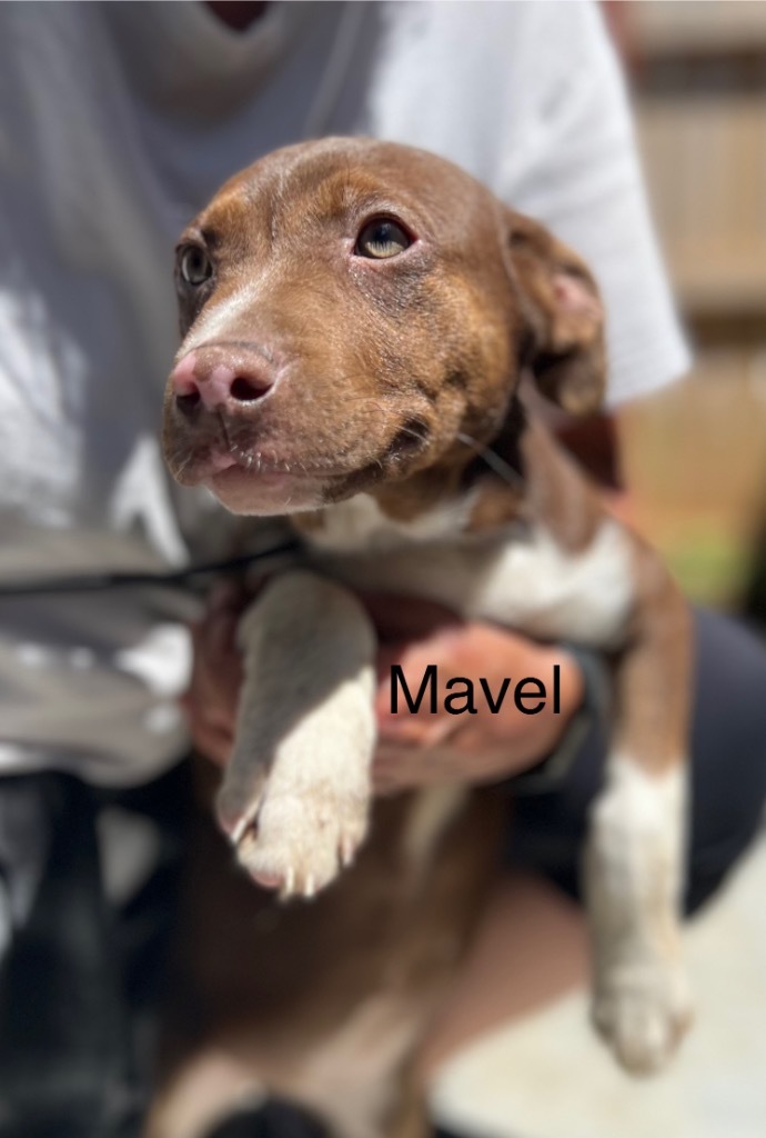 Mavel 1