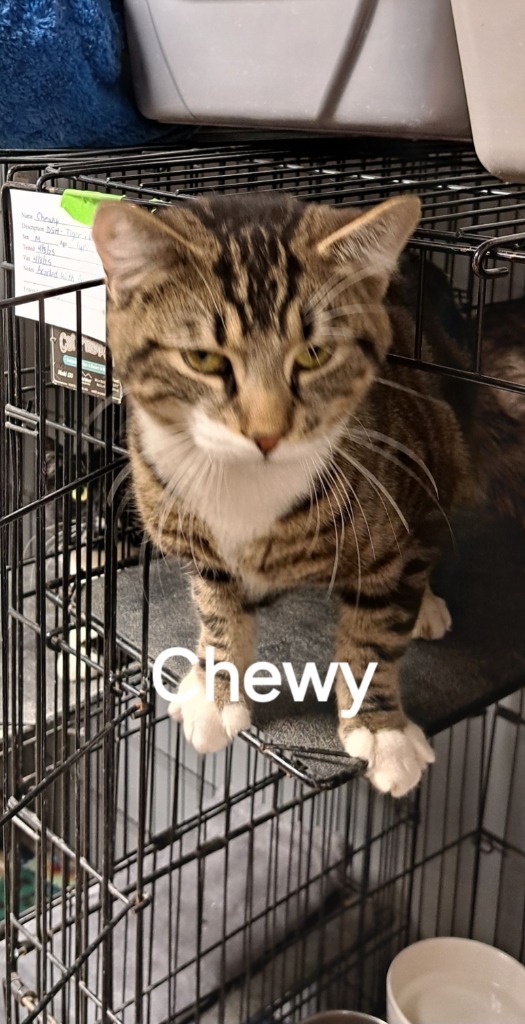 Chewy 1