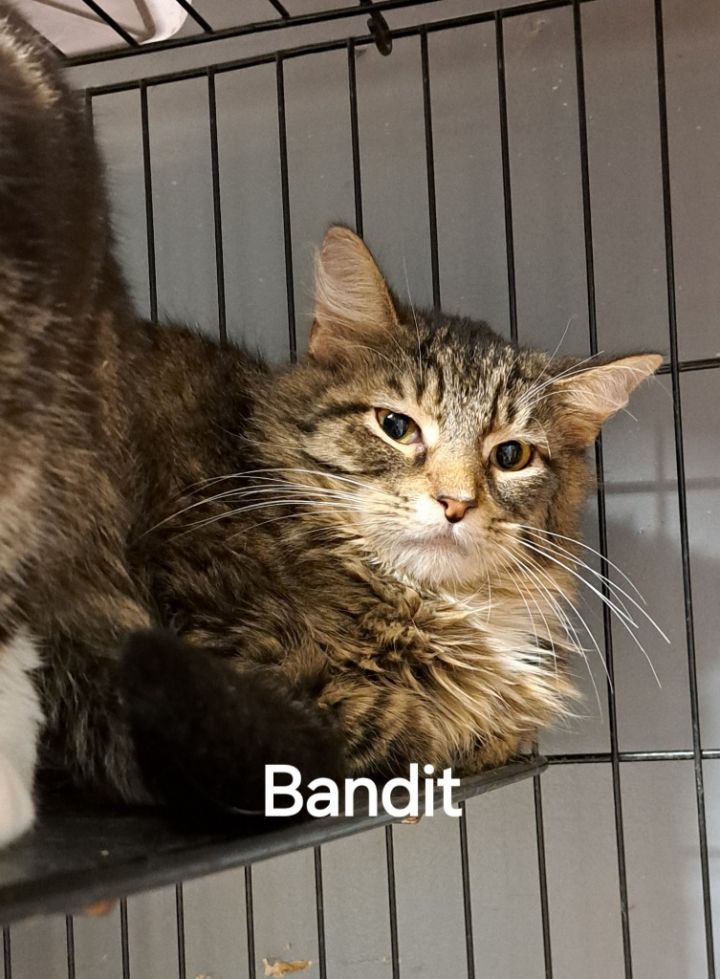 Bandit 1