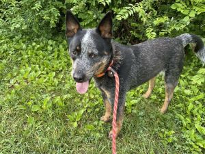 Alger is a super smart three-year-old Australian Cattle Dog He has a black coat with silver-grey ac