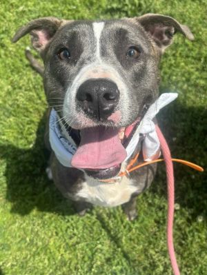 April is a healthy brindle and white American Pit Bull Terrier Incredibly sweet and gentle with peo