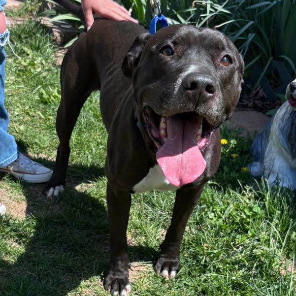Sienna: At shelter