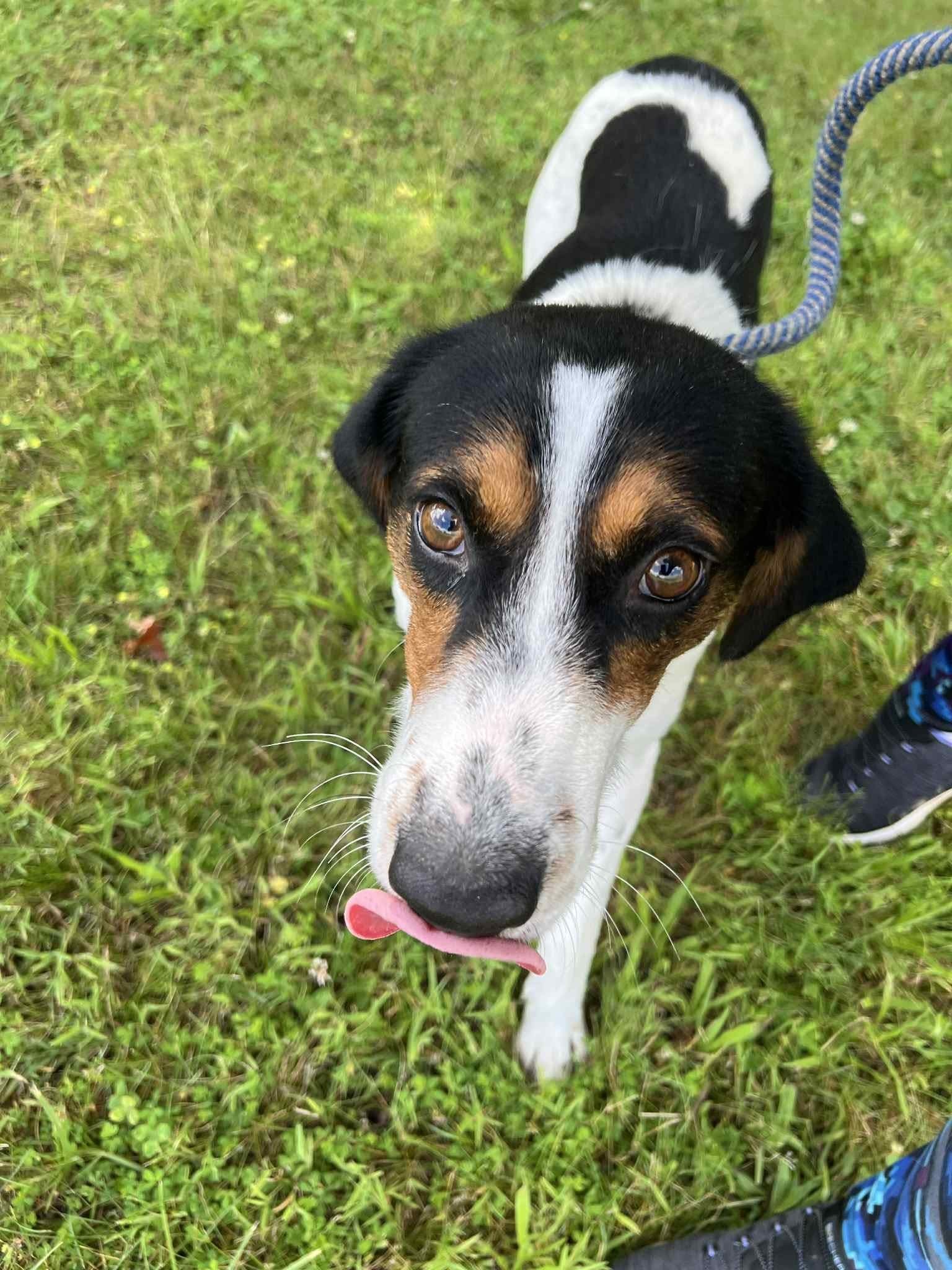 Spot: At shelter