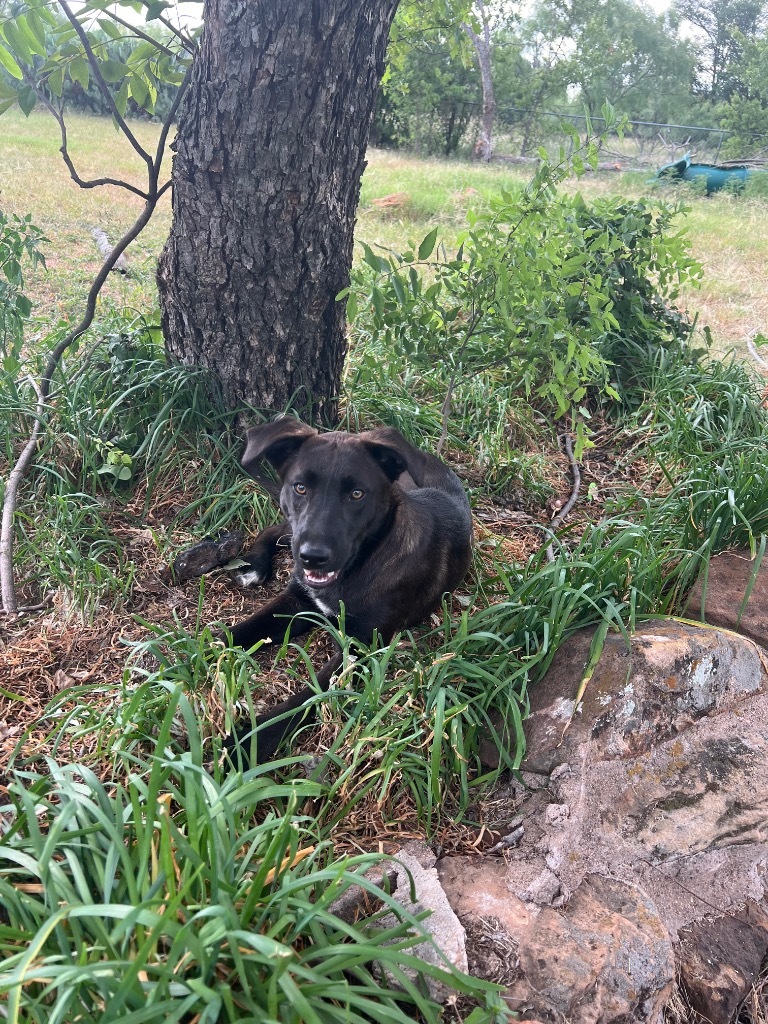 Dolly