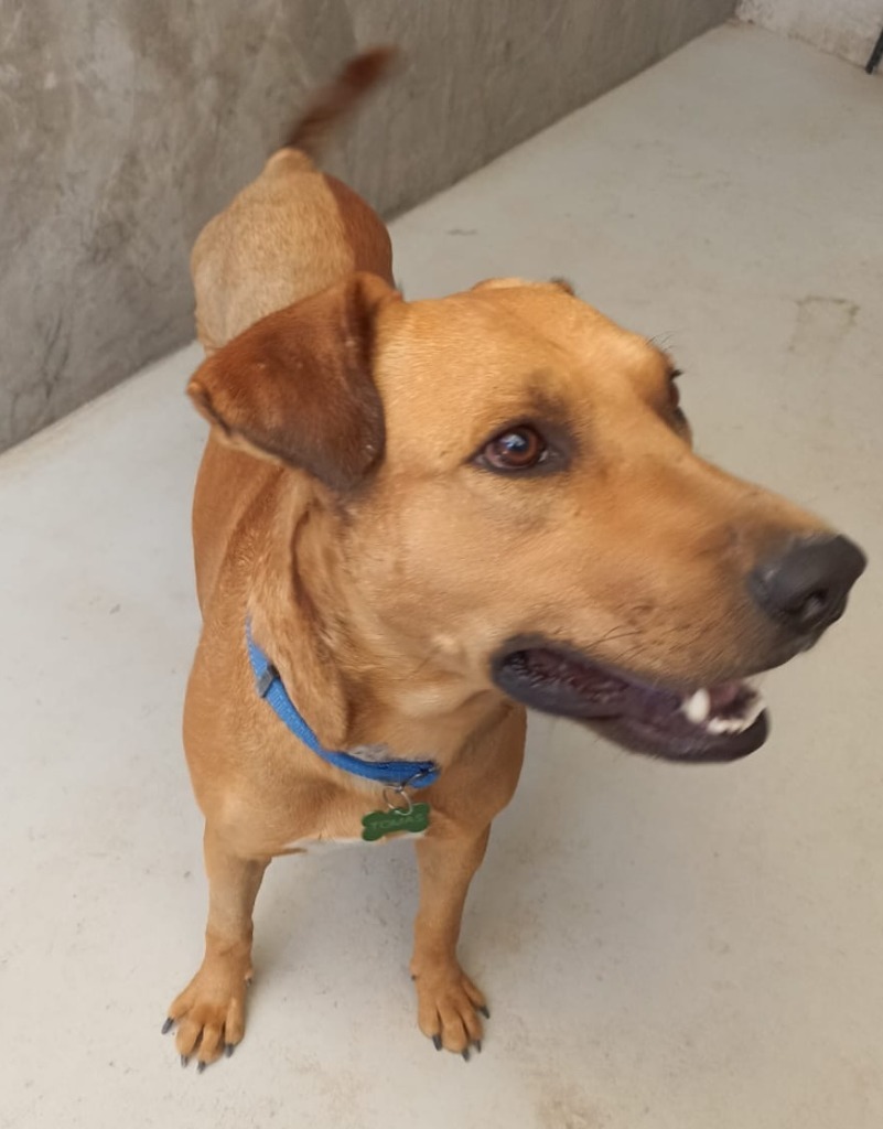Tomas, an adoptable Mixed Breed in San Juan de Abajo, NAY, 63732 | Photo Image 1