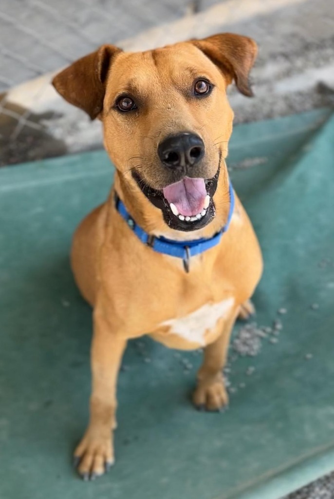 Tomas, an adoptable Mixed Breed in San Juan de Abajo, NAY, 63732 | Photo Image 1