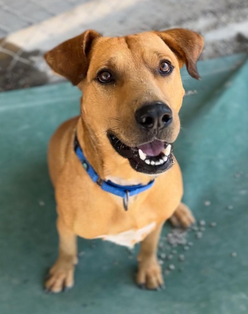 Tomas, an adoptable Mixed Breed in San Juan de Abajo, NAY, 63732 | Photo Image 3