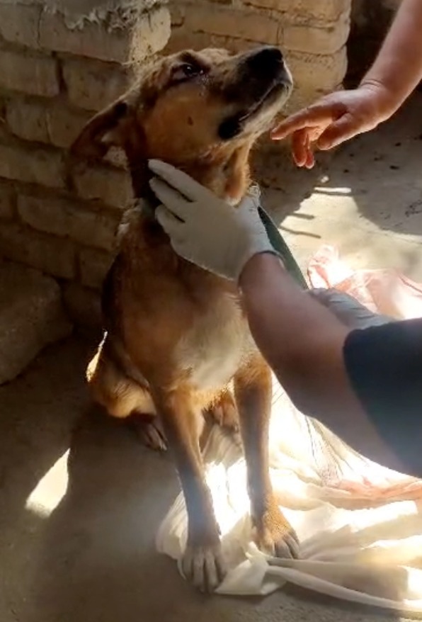 Jimbo, an adoptable Mixed Breed in San Juan de Abajo, NAY, 63732 | Photo Image 1
