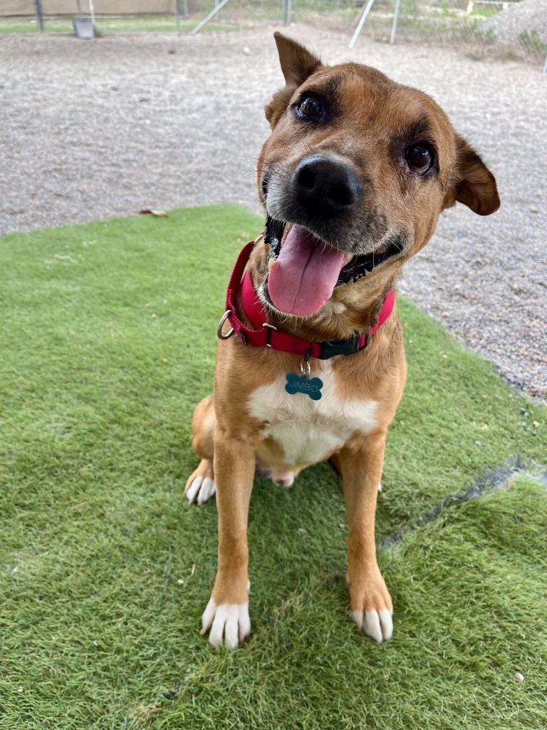 Jimbo, an adoptable Mixed Breed in San Juan de Abajo, NAY, 63732 | Photo Image 1