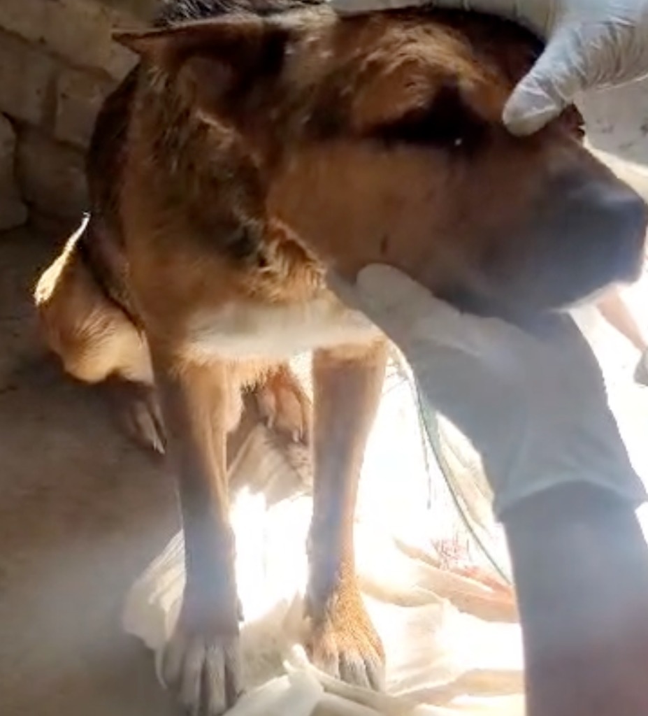 Jimbo, an adoptable Mixed Breed in San Juan de Abajo, NAY, 63732 | Photo Image 2