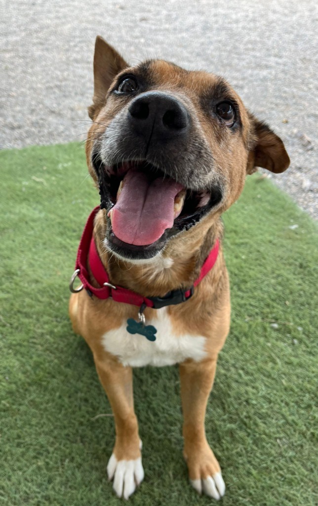 Jimbo, an adoptable Mixed Breed in San Juan de Abajo, NAY, 63732 | Photo Image 2
