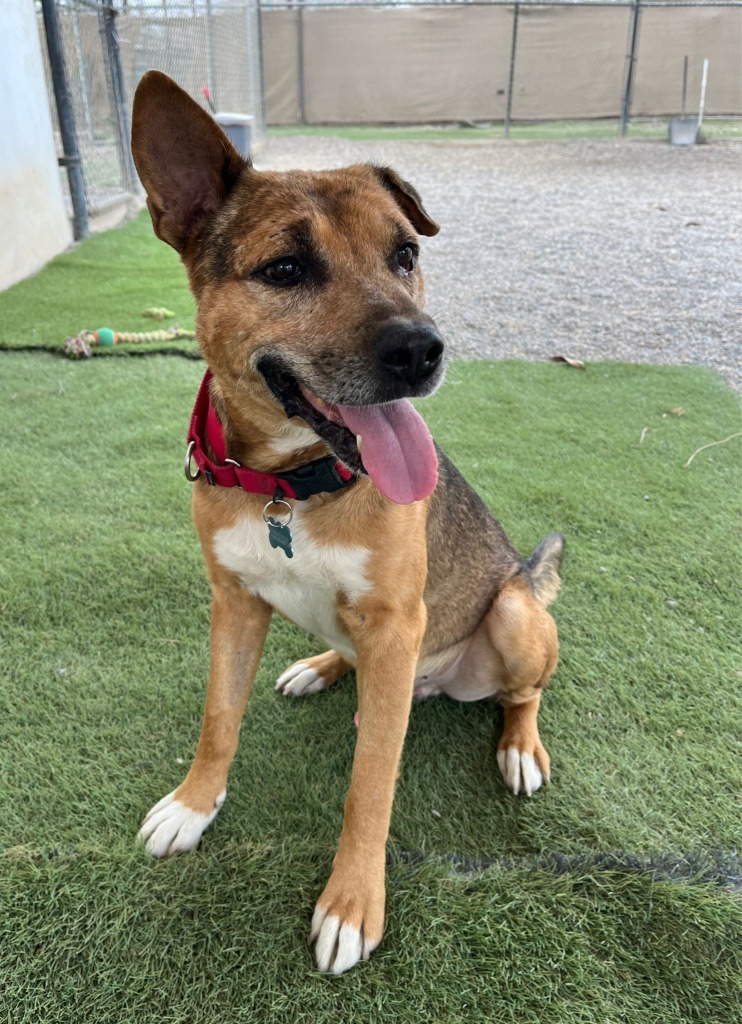 Jimbo, an adoptable Mixed Breed in San Juan de Abajo, NAY, 63732 | Photo Image 3