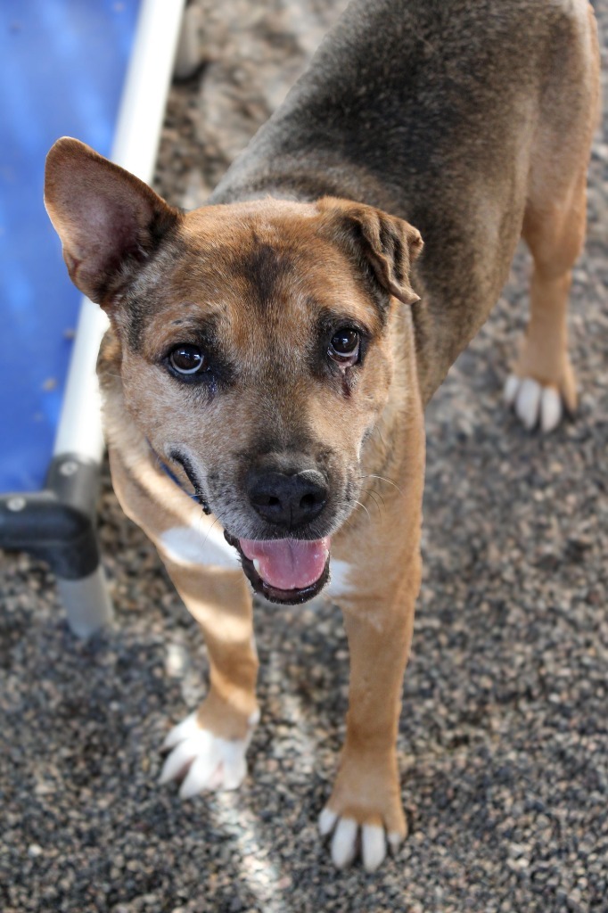 Jimbo, an adoptable Mixed Breed in San Juan de Abajo, NAY, 63732 | Photo Image 4