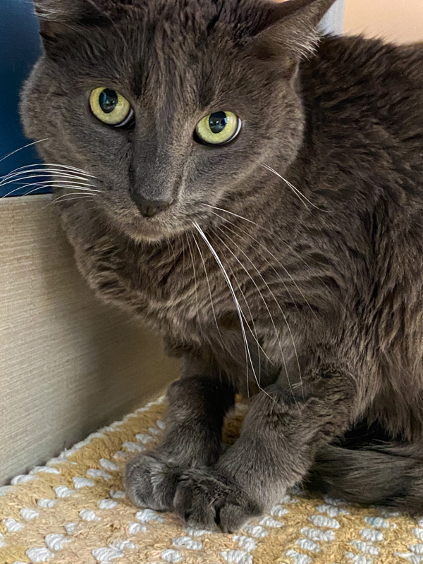Archimedes