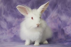 Leia, Young Female Bunny Rabbit