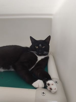 Sonic, Adult Male Domestic Short Hair