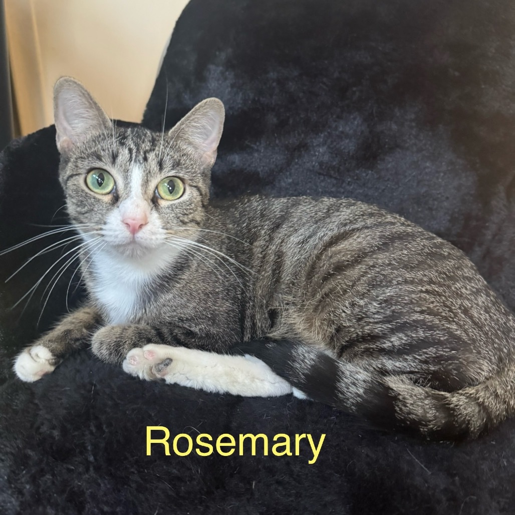 Rosemary