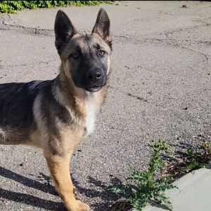 Hi My name is Shelby and Im at the Santa Barbara Campus Im a 5 month old female Belgian Malinois