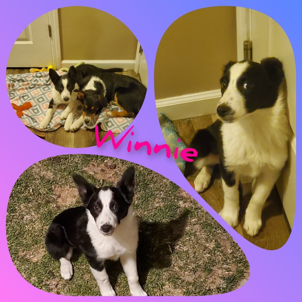 Winnie, an adoptable Border Collie in Idaho Falls, ID, 83405 | Photo Image 1