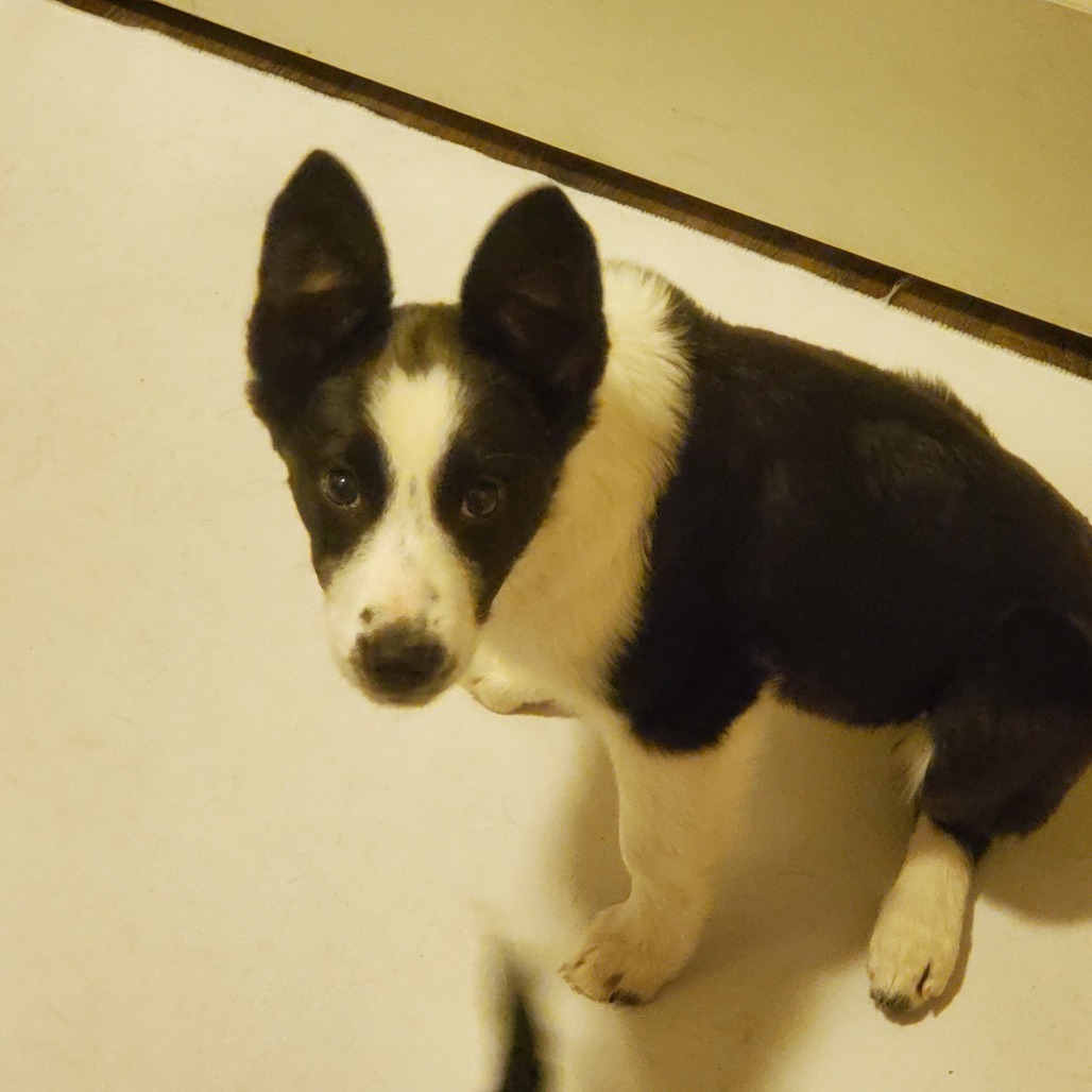 Winnie, an adoptable Border Collie in Idaho Falls, ID, 83405 | Photo Image 2
