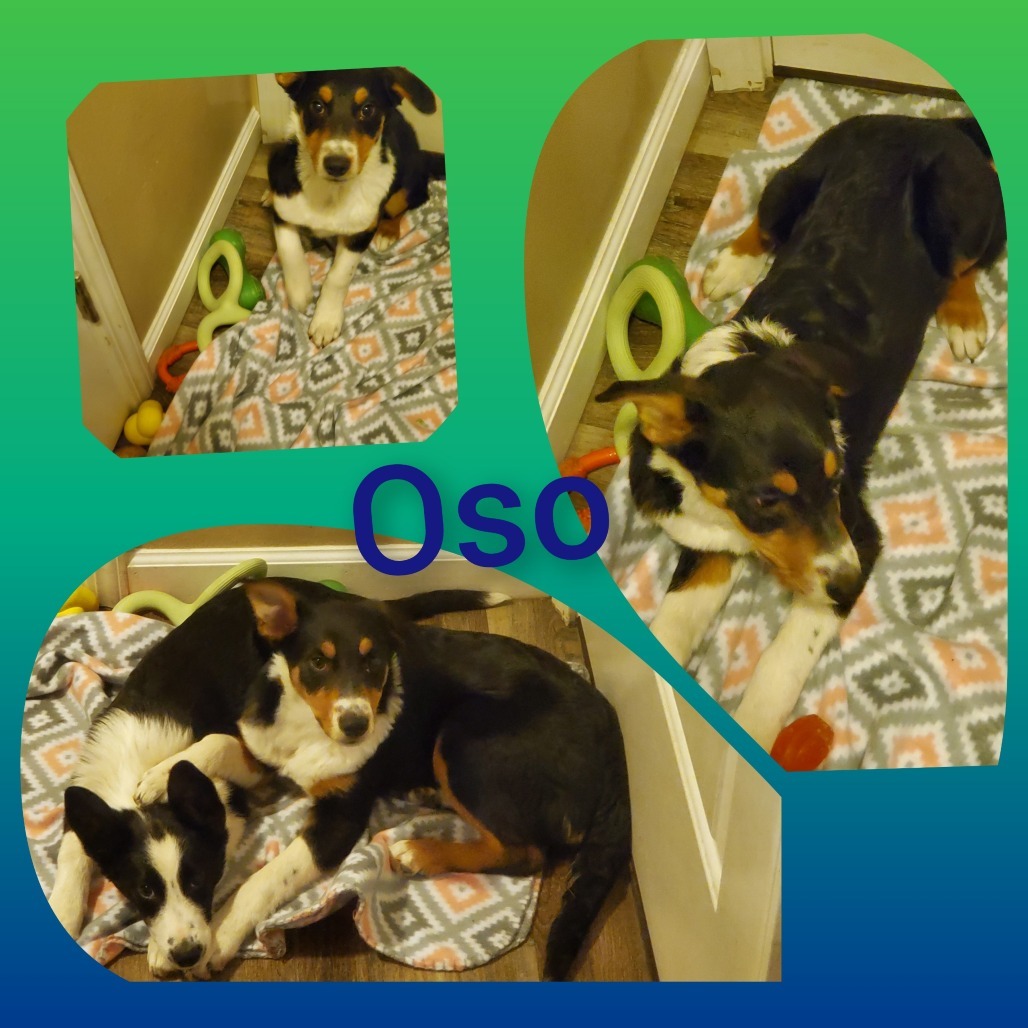 Oso, an adoptable Border Collie in Idaho Falls, ID, 83405 | Photo Image 1