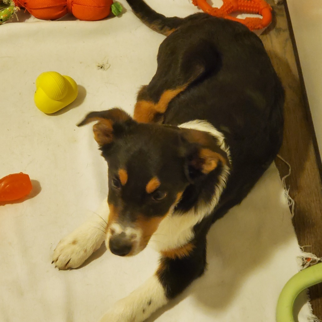 Oso, an adoptable Border Collie in Idaho Falls, ID, 83405 | Photo Image 2