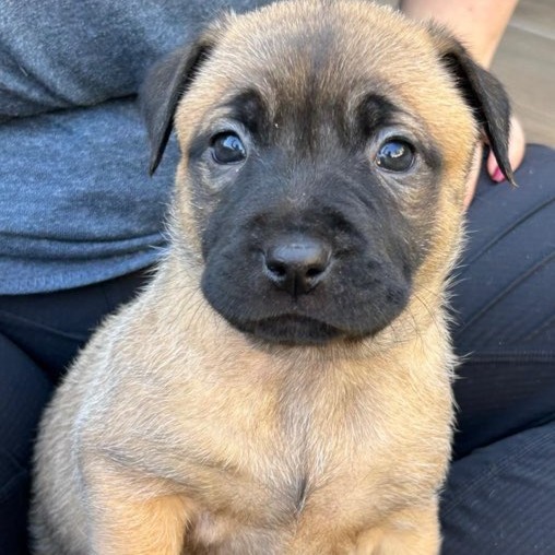 Lili