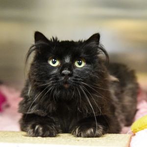 Princess, Adult Female unknown