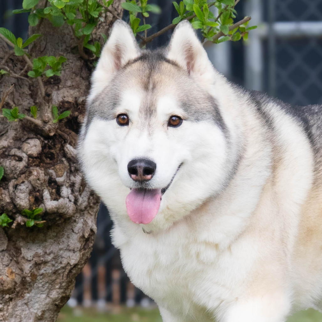 Max