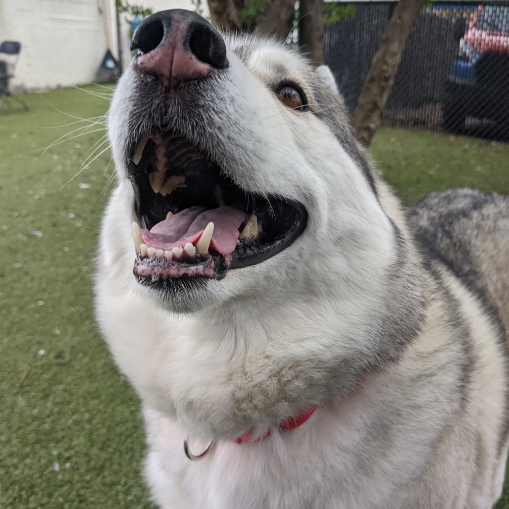 Max