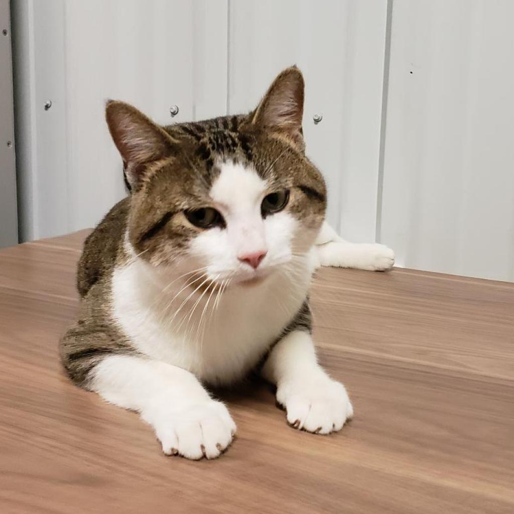Murphy, an adoptable Domestic Short Hair in Bismarck, ND, 58507 | Photo Image 1