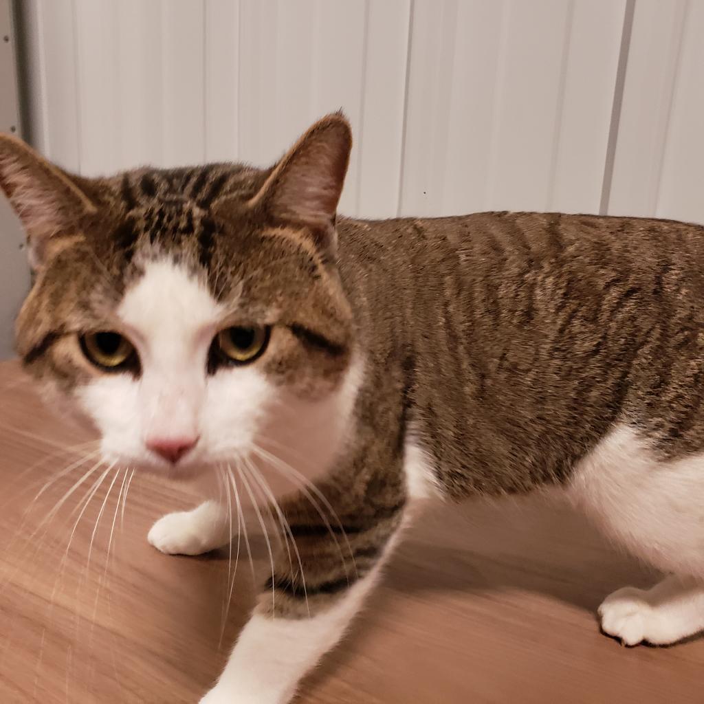 Murphy, an adoptable Domestic Short Hair in Bismarck, ND, 58507 | Photo Image 2