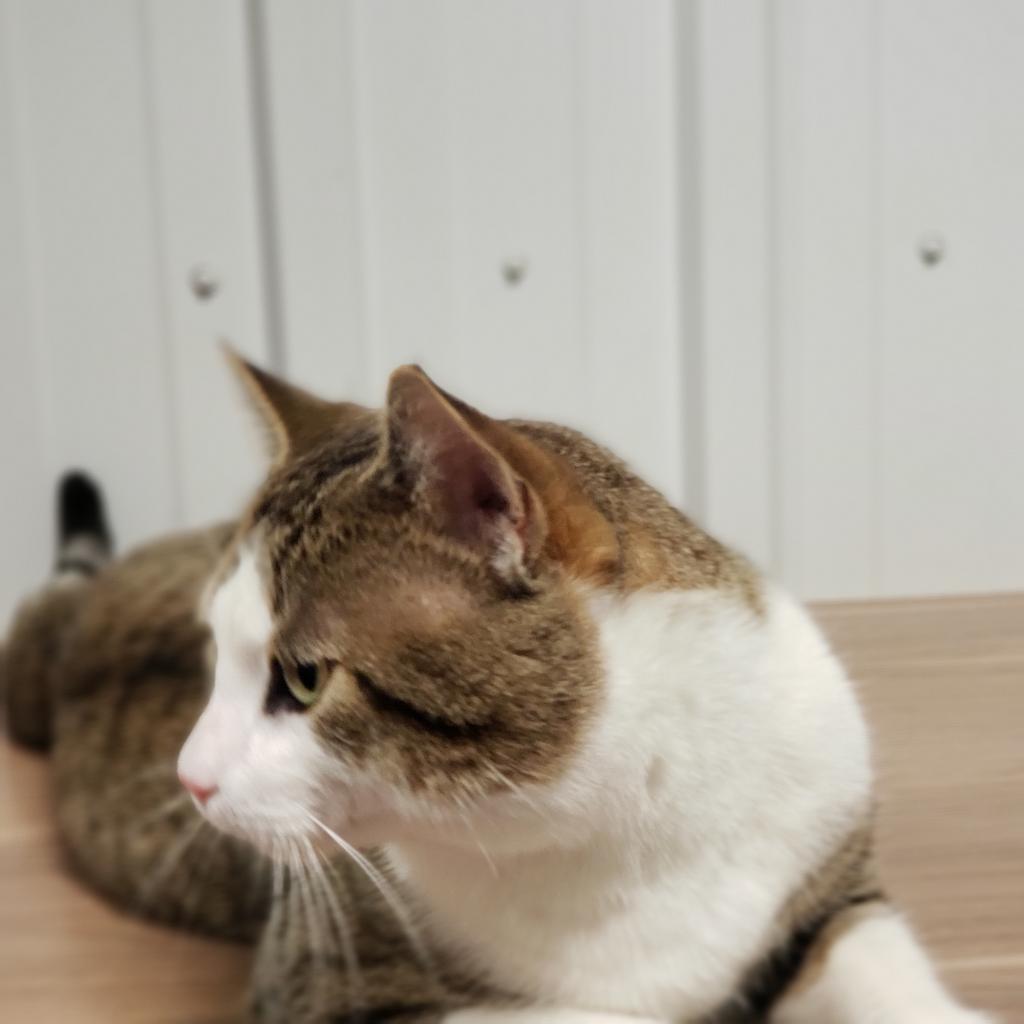 Murphy, an adoptable Domestic Short Hair in Bismarck, ND, 58507 | Photo Image 3