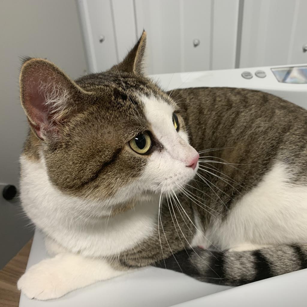 Murphy, an adoptable Domestic Short Hair in Bismarck, ND, 58507 | Photo Image 4