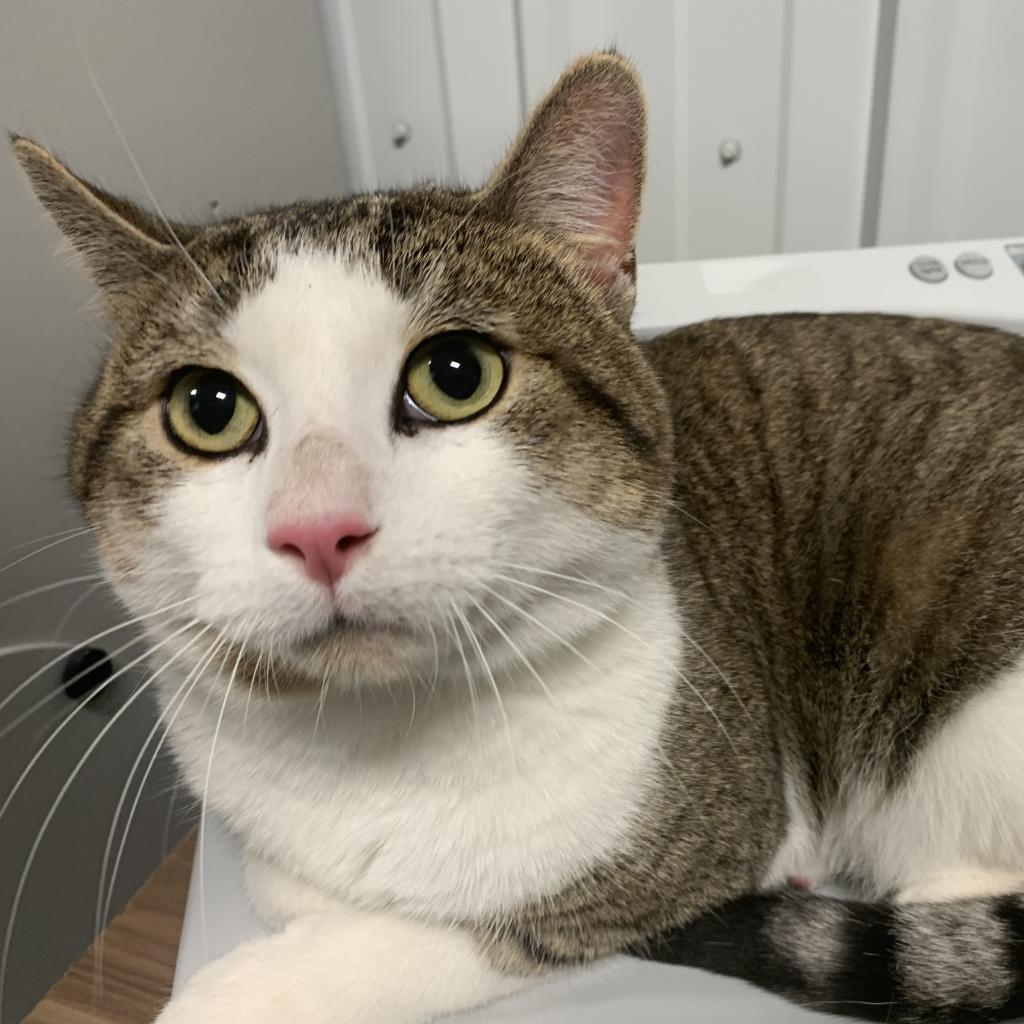 Murphy, an adoptable Domestic Short Hair in Bismarck, ND, 58507 | Photo Image 5
