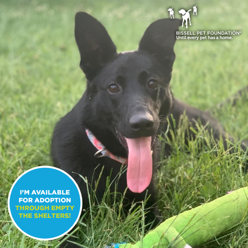 Bernadette- $70 Bissell Sponsored Adoption Fee!