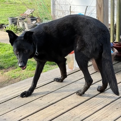 Bernadette- $70 Bissell Sponsored Adoption Fee!