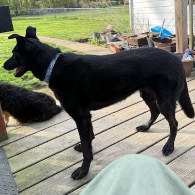 Bernadette- $70 Bissell Sponsored Adoption Fee!
