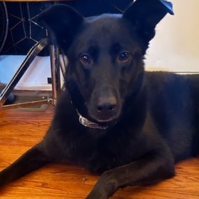 Bernadette- $70 Bissell Sponsored Adoption Fee!