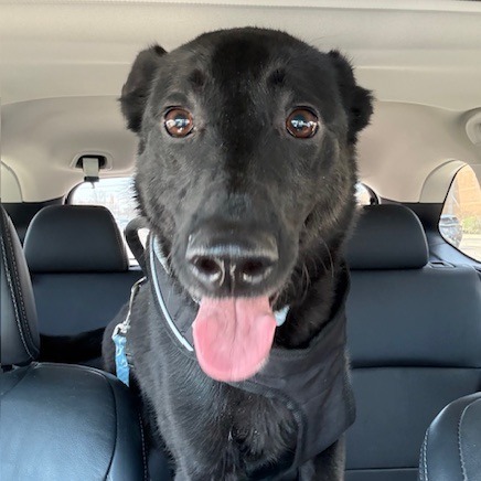 Bernadette- $70 Bissell Sponsored Adoption Fee!