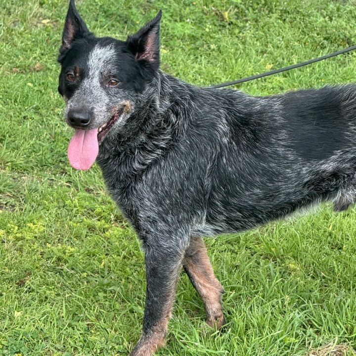 Milo D46248 1