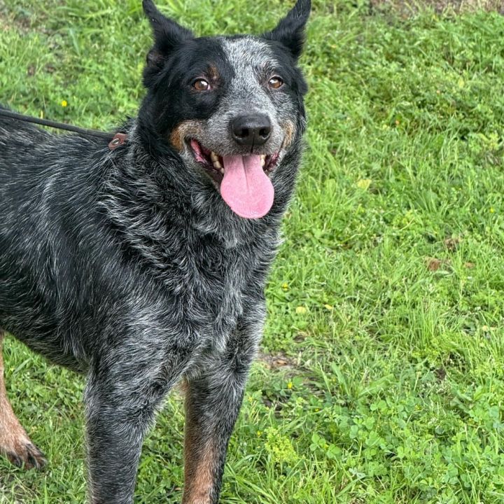 Milo D46248 2