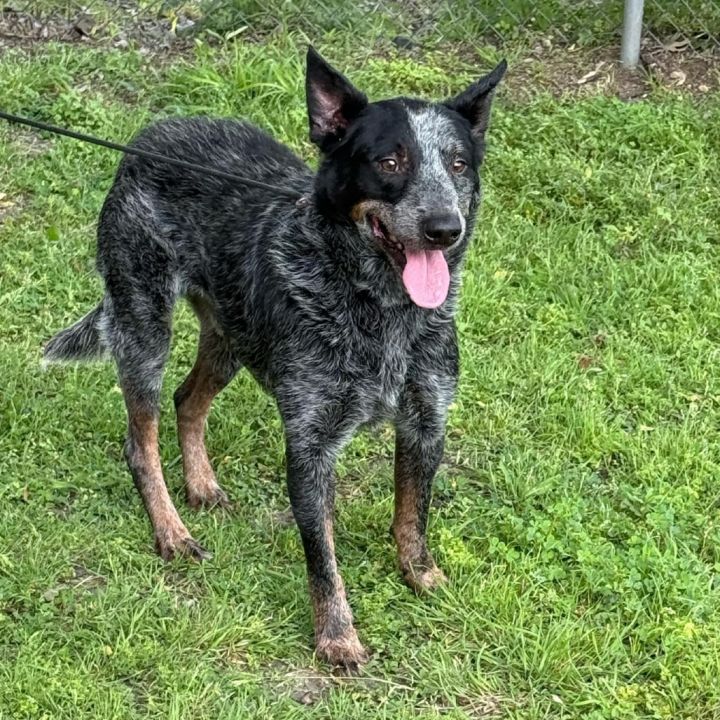 Milo D46248 3