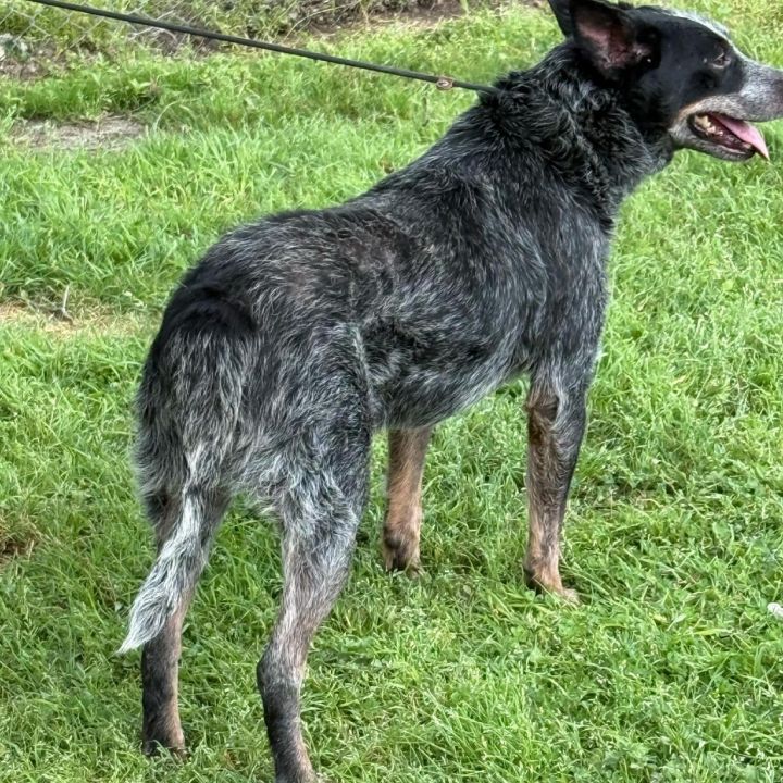 Milo D46248 4