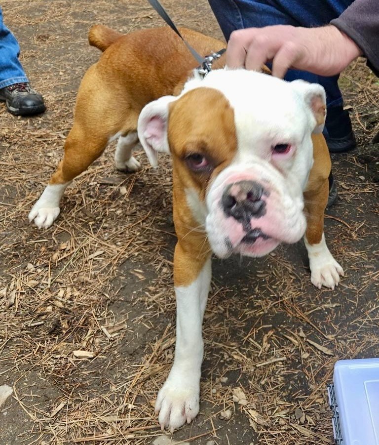 Meatball