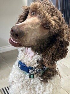 Watson