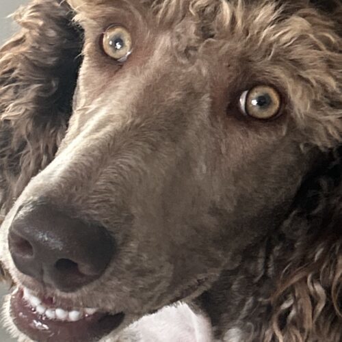 Watson