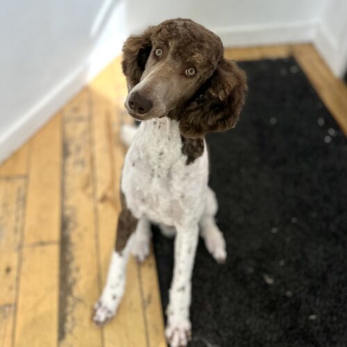 Watson